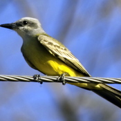 Tropical Kingbird